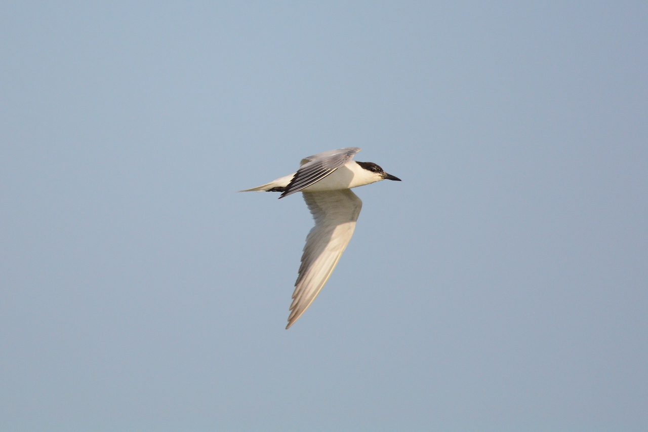 Gelochelidon nilotica